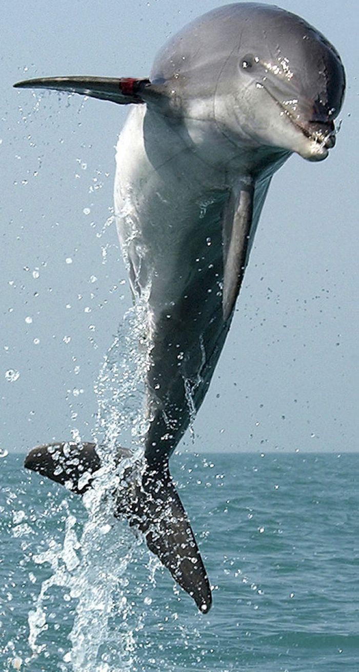 Observação de golfinhos e baleias
