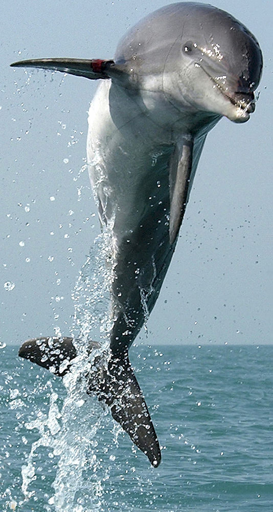 Dolphin & Whale Watching Madeira