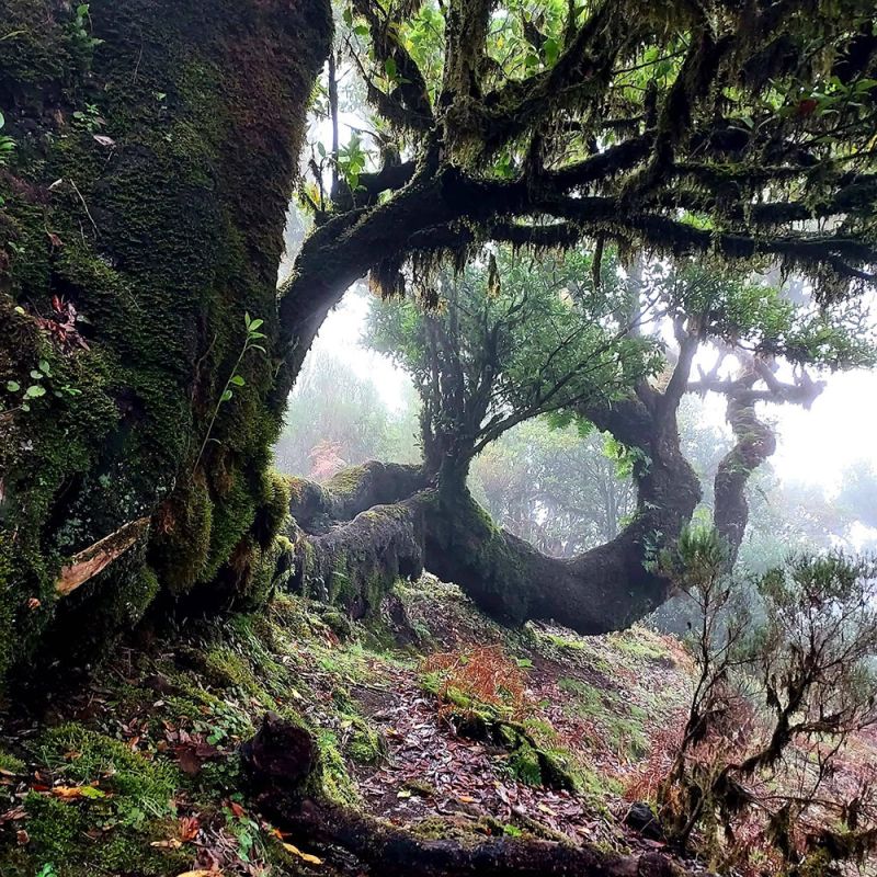 trees